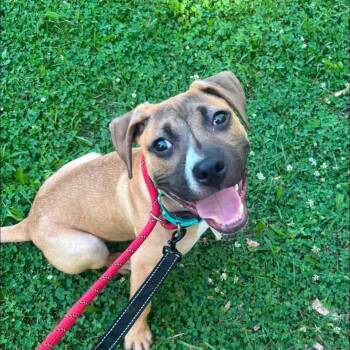 Sparky -  Mixed Breed Dog for Adoption in Warren, Ohio - Sparky | PetCurious