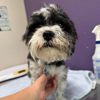 Brody -  Mixed Breed Dog for Adoption in Englewood, Florida - Brody | PetCurious