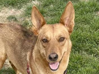 Paula -  Mixed Breed Dog for Adoption in Georgetown, Texas - Paula | PetCurious
