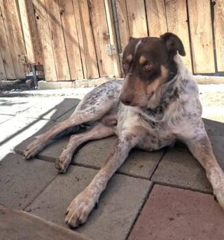 Tarzan -  Australian Cattle Dog Blue Heeler Dog for Adoption in Ventura, California - Tarzan | PetCurious