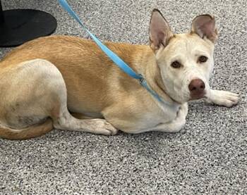 Rescue Mixed Breed Dogs for Adoption in Palmetto, Florida - AJAX | PetCurious