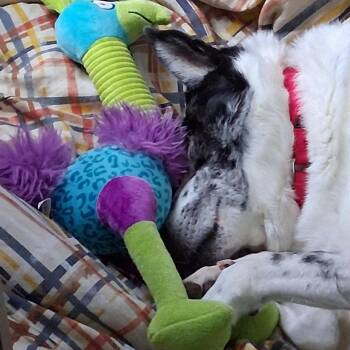 Speckles -  Mixed Breed Dog for Adoption in Pittsburgh, Pennsylvania - Speckles | PetCurious