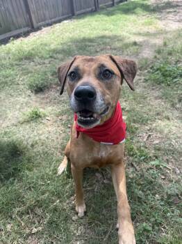 Rescue Black Mouth Cur Dogs for Adoption in Spring, Texas - Diana | PetCurious
