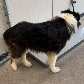 Mixed Breed Dogs Available for Adoption in Las Cruces, New Mexico - Chapo | PetCurious