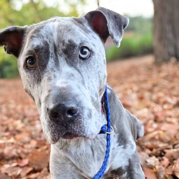 Rescue Mixed Breed Dogs for Adoption in Glenfield, New York - Gunner | PetCurious