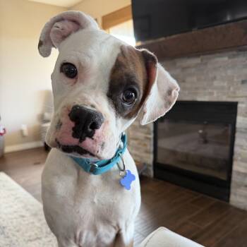 Boxer Dogs Available for Adoption - Rose | PetCurious