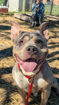 Lucci -  Pit Bull Terrier Dog for Adoption in Chicago, Illinois - Lucci | PetCurious