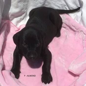 Almond -  Mixed Breed Dog for Adoption in Calgary, Alberta - Almond | PetCurious