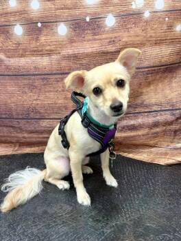 Teddy -  Maltese and Poodle Dog for Adoption in Tucson, Arizona - Teddy | PetCurious