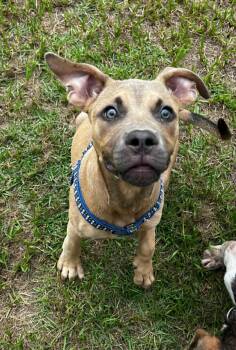Rescue Pit Bull Terrier and Hound Dogs for Adoption in Fountain Hill, Pennsylvania - Bates | PetCurious