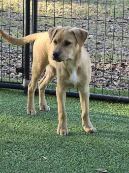 Retriever Dogs Available for Adoption in Lakeland, Florida - Maddox | PetCurious