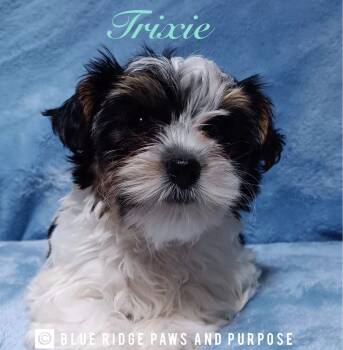 Trixie -  Biewer Dog for Sale in Orange, Virginia - Trixie | PetCurious