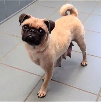 Crumb -  Mixed Breed Dog for Adoption in Nashville, Tennessee - Crumb | PetCurious