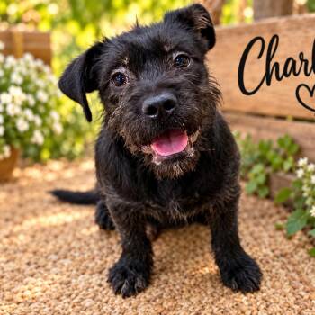 Ms. Shadow Charlotte -  Miniature Schnauzer Dog for Adoption in Ridgefield, Washington - Ms. Shadow Charlotte | PetCurious