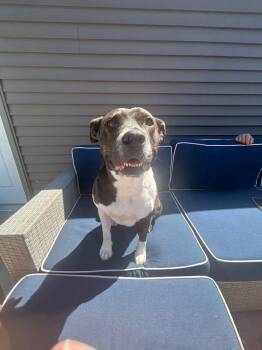 Melanie -  Mixed Breed Dog for Adoption in Detroit, Michigan - Melanie | PetCurious