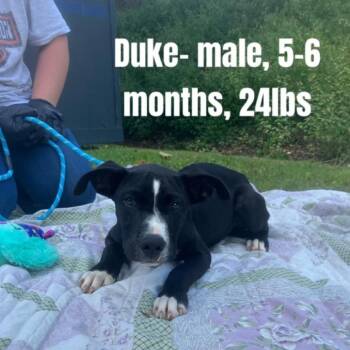 Duke -  Pit Bull Terrier and Mixed Breed Dog for Adoption - Duke | PetCurious