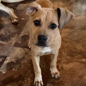 Peaches -  American Staffordshire Terrier and Yellow Labrador Retriever Dog for Adoption in Northville, Michigan - Peaches | PetCurious