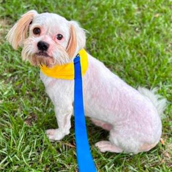 Winston -  Shih Tzu Dog for Adoption in Toronto, Ontario - Winston | PetCurious
