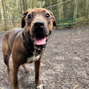 Pit Bull Terrier Dogs Available for Adoption - Hershey | PetCurious