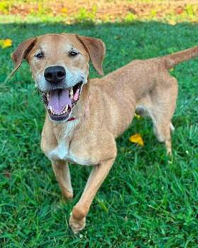 Seargent Snacks -  Yellow Labrador Retriever Dog for Adoption in Lake Wylie, South Carolina - Seargent Snacks | PetCurious