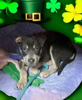 Bear -  Terrier Dog for Adoption in New Cumberland, West Virginia - Bear | PetCurious