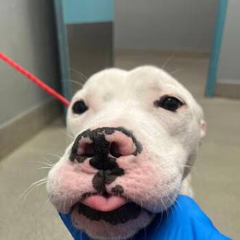 BODGER -  Pit Bull Terrier Dog for Adoption in Las Vegas, Nevada - BODGER | PetCurious