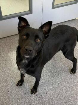 Rescue Mixed Breed Dogs for Adoption in Covington, Virginia - Luke | PetCurious