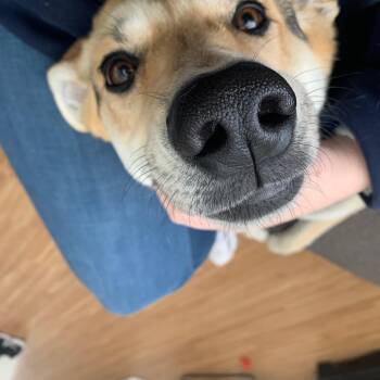 Molly -  German Shepherd Dog Dog for Adoption in Pocatello, Idaho - Molly | PetCurious
