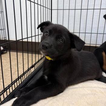 Winnie 22547 -  Mixed Breed Dog for Adoption in Cumming, Georgia - Winnie 22547 | PetCurious
