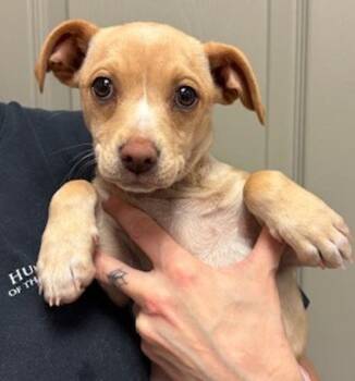 Terrier and Chihuahua Dogs Available for Adoption in Littleton, Colorado - Ginger | PetCurious