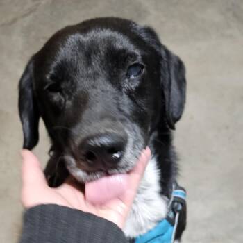 Rescue Black Labrador Retriever and Pointer Dogs for Adoption in Olathe, Kansas - Lucky | PetCurious