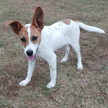 Rescue Terrier Dogs for Adoption in Hopkinton, Massachusetts - Dottie | PetCurious