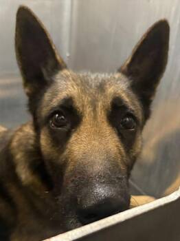 Belgian Shepherd Malinois Dogs Available for Adoption - A797741 | PetCurious