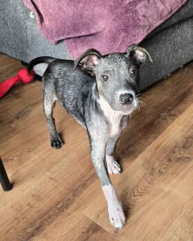 Mixed Breed Dogs Available for Adoption - Safety Pin | PetCurious