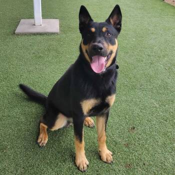 Shepherd and Mixed Breed Dogs Available for Adoption - Banjo | PetCurious