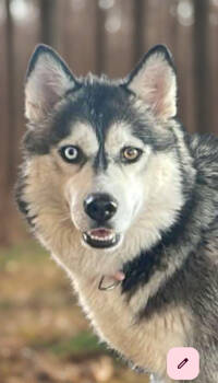 Rescue Husky Dogs for Adoption in Chandler, Arizona - KAYA | PetCurious