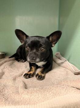 Gaby -  French Bulldog and Chihuahua Dog for Adoption in Durango, Colorado - Gaby | PetCurious