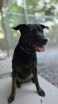 04904B Watermelon -  Terrier and Mixed Breed Dog for Adoption in North Charleston, South Carolina - 04904B Watermelon | PetCurious