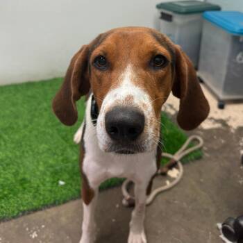 Jennifer -  Treeing Walker Coonhound Dog for Adoption in Columbia, Missouri - Jennifer | PetCurious