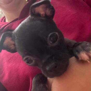 Annabelle -  Mixed Breed Dog for Adoption in Fredericksburg, Virginia - Annabelle | PetCurious
