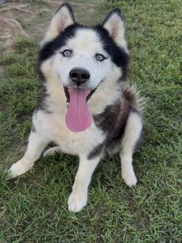 ROCKY -  Alaskan Malamute and Mixed Breed Dog for Adoption in Conroe, Texas - ROCKY | PetCurious