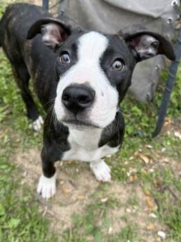 Pit Bull Terrier and Mixed Breed Dogs Available for Adoption in Kansas City, Missouri - Parker | PetCurious