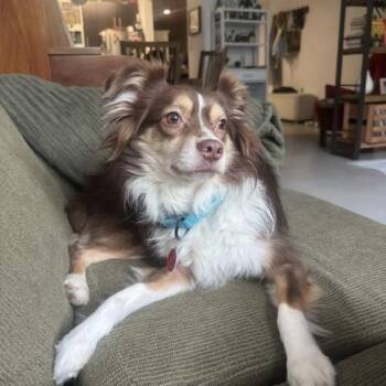 Jax -  Australian Shepherd Dog for Adoption - Jax | PetCurious