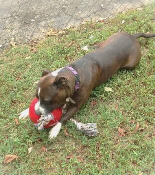 Rescue Terrier Dogs for Adoption in Pegram, Tennessee - GAGE | PetCurious