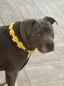 Kylann -  Pit Bull Terrier Dog for Adoption in The Woodlands, Texas - Kylann | PetCurious