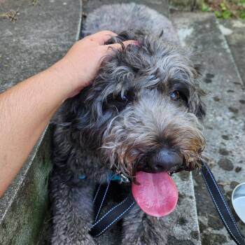 Tico -  Standard Poodle Dog for Adoption in Fort Wayne, Indiana - Tico | PetCurious