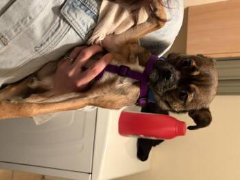 Davey -  Pug and Mixed Breed Dog for Adoption in Severance, Colorado - Davey | PetCurious