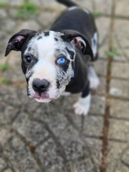 Sky -  Pit Bull Terrier Dog for Adoption in Cleveland, Ohio - Sky | PetCurious