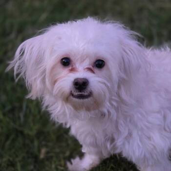 Tammy -  Maltese and Poodle Dog for Adoption in San Diego, California - Tammy | PetCurious