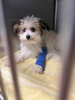 Egret -  Maltese and Poodle Dog for Adoption in Carson City, Nevada - Egret | PetCurious